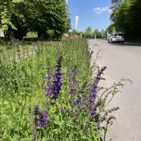 Bild von Wildbieneninsel