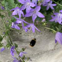 Bild von Wildbieneninsel