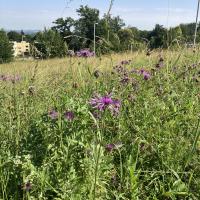 Bild von Wildbieneninsel