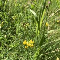 Bild von Wildbieneninsel