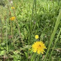 Bild von Wildbieneninsel