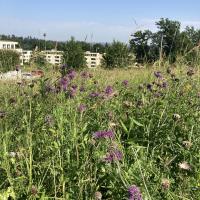 Bild von Wildbieneninsel