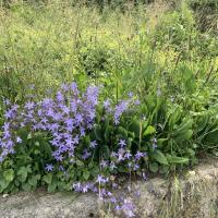 Bild von Wildbieneninsel