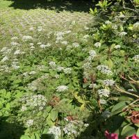 Bild von Wildbieneninsel