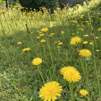 Bild von Wildbieneninsel