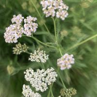 Bild von Wildbieneninsel