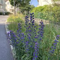 Bild von Wildbieneninsel