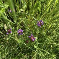 Bild von Wildbieneninsel