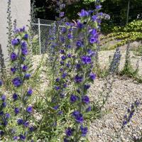 Bild von Wildbieneninsel