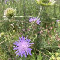 Bild von Wildbieneninsel