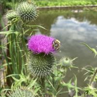 Bild von Wildbieneninsel