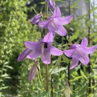 Bild von Wildbieneninsel