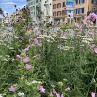 Bild von Wildbieneninsel