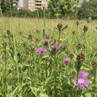 Bild von Wildbieneninsel