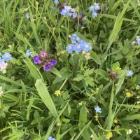 Bild von Wildbieneninsel