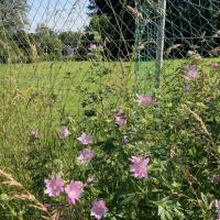 Beschreibung Wildbieneninsel