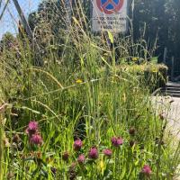 Beschreibung Wildbieneninsel