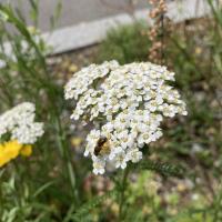 Bild von Wildbieneninsel