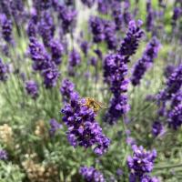 Bild von Wildbieneninsel