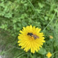 Bild von Wildbieneninsel