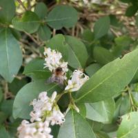 Bild von Wildbieneninsel