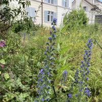 Bild von Wildbieneninsel