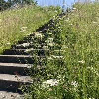 Bild von Wildbieneninsel