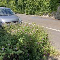 Bild von Wildbieneninsel