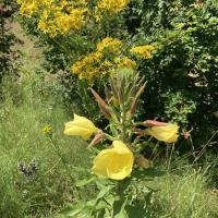 Bild von Wildbieneninsel