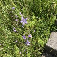 Bild von Wildbieneninsel