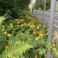 Bild von Wildbieneninsel