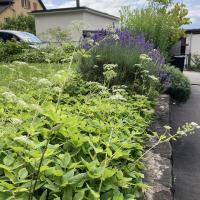 Bild von Wildbieneninsel