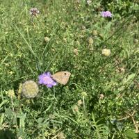 Beschreibung Wildbieneninsel