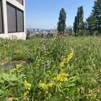 Beschreibung Wildbieneninsel