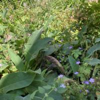 Beschreibung Wildbieneninsel