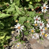 Beschreibung Wildbieneninsel