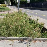 Beschreibung Wildbieneninsel