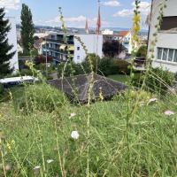 Beschreibung Wildbieneninsel