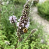 Bild von Wildbieneninsel