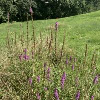 Beschreibung Wildbieneninsel