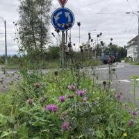 Bild von Wildbieneninsel