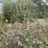 Beschreibung Wildbieneninsel