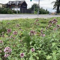 Beschreibung Wildbieneninsel