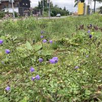 Beschreibung Wildbieneninsel