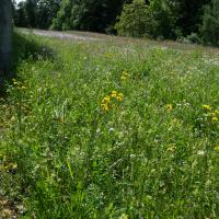 Bild von Wildbieneninsel