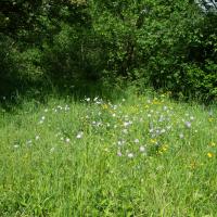 Bild von Wildbieneninsel