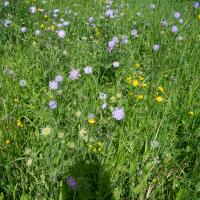 Bild von Wildbieneninsel