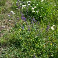 Bild von Wildbieneninsel