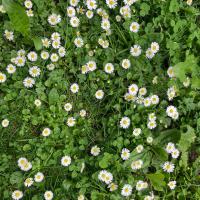 Bild von Wildbieneninsel