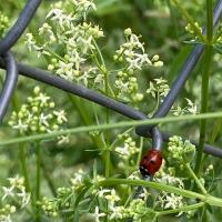 Bild von Wildbieneninsel